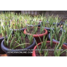 Bibit Lidah Buaya ( Aloe Vera) Jumbo